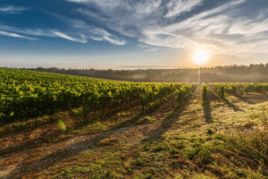 Malbec: de populaire wijn die je moet proberen